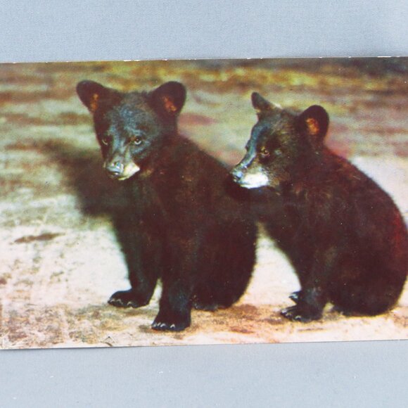 Vintage Postcard - Black Bear Cubs - Byron Harmon Photos - Picture 1 of 4
